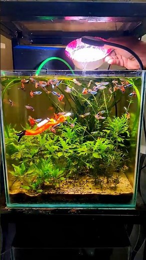 how to use liquid fertilizer in aquarium