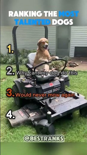 Ranking the Most Talented Animals In the World 😱