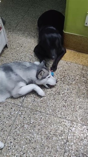 #dogs #husky #labrador