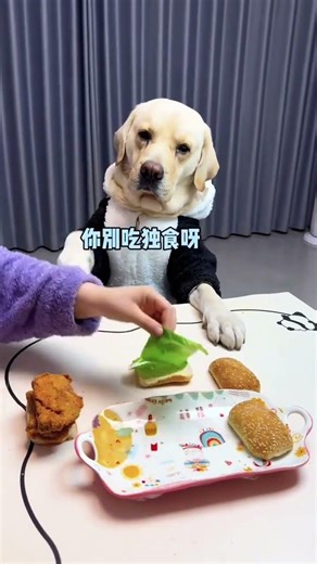 Labrador's Heartwarming Spirit: A Dog's Inner World Revealed