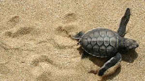 Five questions about sea turtles: How FSU research informs environmental policies