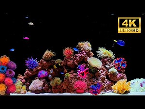 Aquarium Fish Tank in 4K | Best Relaxing Water Sounds for Sleep & Meditation (12 Hours)