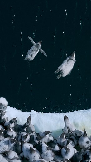 A breathtaking dive 🐧 Filmed for the very first time by Bertie Gregory, emperor penguin chicks leap off a 50-foot ice cliff to take their first swim in the Antarctic waters. Learn more about this behavior: https://on.natgeo.com/3TWPVVL And stay tuned for more: “Secrets of the Penguins” is coming in 2025! #ourHOME | National Geographic