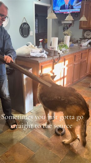 Understanding German Shepherds: A Guide for Owners