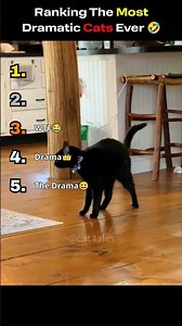 Ranking Most Dramatic Cats Ever🤣!