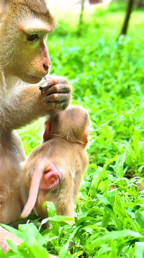 1.6K views · 11 reactions | Oh No! Luna is pushing baby Lynx's head stick to the ground and doesn't let him have milk yet. Part 9 | Monkey Magic | Facebook