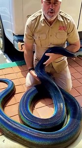 1.4M views · 10K reactions | Be sure you’re making your dreams become reality  #reels #animals #cuteanimals #funnyanimals #reptiles #snake #giant #python # reptilekeeper #zoo #thereptilezoo #livingthedream | Jayprehistoricpets | Facebook