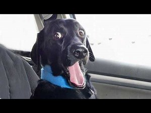 Overdramatic Dogs Who Deserve an Oscar for Real😂 Funniest Animal Videos