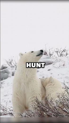Which Animals Could Be Extinct by 2050