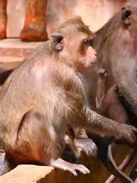 Natural moments of the young monkey needs milk #wildlife #monkey #animals