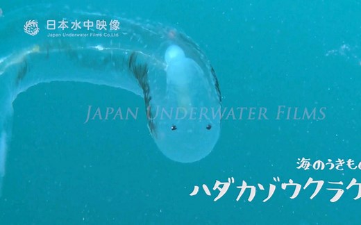 超可爱的小精灵 翼管螺科 | Pterotracheidae