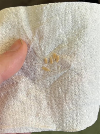 Anything Gone Wrong | What is this?? Found in my cats cat tree | Facebook