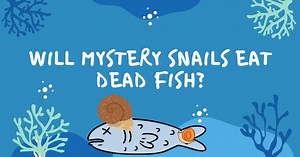 Will Mystery Snails Eat Dead Fish?