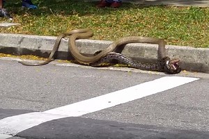 Python tangles with king cobra in epic reptile showdown