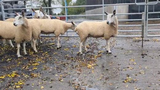 AYR- FRIDAY 3rd OCTOBER 2025 At 11am Ayr Breeding and Store Sheep Sale to include 1200 store lambs. Also Second Tup Sale Video of Sheep off J Taylor & Son, Lochhill Could Vendors please have their Sheep in the Market for 11am | Craig Wilson Limited