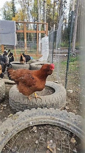 Does she look like the scauldron from #httyd?