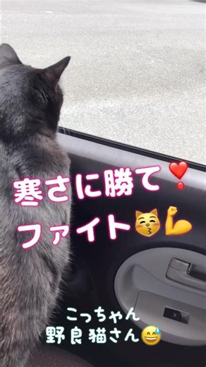 Is this a human child?! Kindness is exploding! #talkingcat