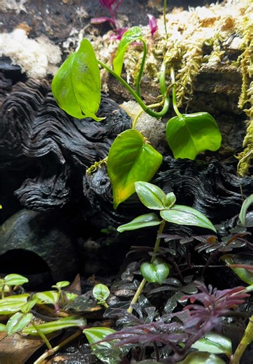 Built a tank… accidentally grew a jungle. The dart frogs approve 🐸 #dartfrog #frogsoftiktok #bioactive #bioactiveenclosure #vivarium @Exo Terra USA dart frog enclosure