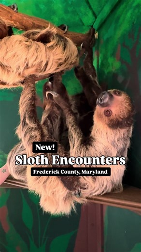 Unique Sloth Encounter Experience at Catoctin Wildlife Preserve
