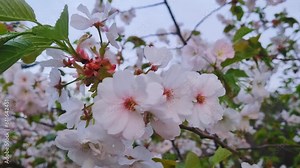 A branch of a flowering summer tree in the park