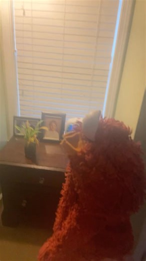 elmo world tacos kids