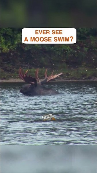 What is the most epic moose encounter you've had? #canada #animals #moose #wildlife #bullmoose