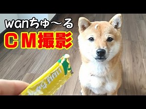 【ワンチュールＣＭ】飼い主の道楽に付き合ってくれる優しい豆柴【テレビに出たい】