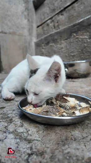 Cute Cat 🐱 | Kitten Eating Tilapia 🐠 | ASMR Cat Eating 🎧 | Cat Shorts 🎬