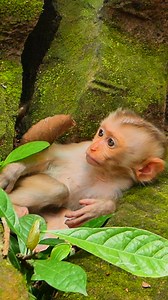 564K views · 10K reactions | Real sad Jacee angry mom #wildlife #monkey #video #cutebabymonkey #babymonkeycry #newbornbaby | Lily BB Monkey | Facebook