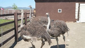 Ostriches walk on an animal farm. Ostrich in motion at the zoo close up