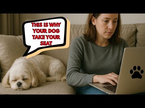 When Your Shih Tzu Takes Your Seat… It’s Trying To Tell You Something Important