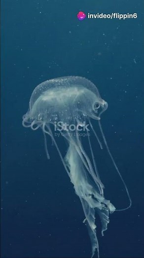 How Does a Jellyfish Sting? - The Science Behind the Pain