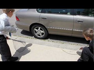 Snake gets run over by car