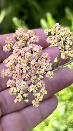 Container Gardening - How to Grow Yarrow (details in the description)