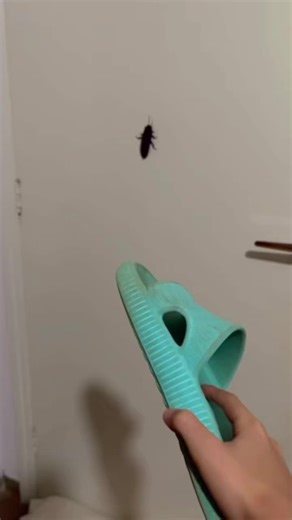 Cockroach Escape: Unveiling Nature's Survival Tactics