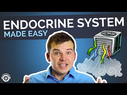 Endocrine System Overview | Nursing Review