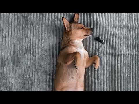 Sleepy Dog ASMR 🐶 Soft Snoring Sounds ⭐ #dog #relax #asmr