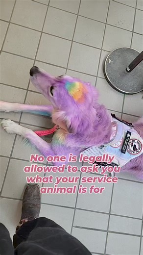 90K views · 578 reactions | Businesses can ask 2 questions. 1. Is that a service animal? 2. What task does it perform? That's it! The public can ask whatever but it's rude and you don't owe anyone an answer. #servicedog #dyeddog #opawz #purpleservicedog #purpledog #rainbowdog #multipurposeservicedog #cardiacalertdog #psychiatricservicedog #trafficleash #ecollar #offleashservicedog #cutedog #servicegyps #dogfluencer #pupfluencer #dogsofinstagram | Dogs on the Farm | Facebook