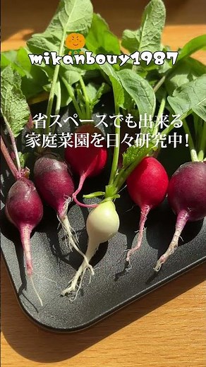 二十日大根（ラディッシュ）はペットボトルとセルトレイとバーミキュライトで簡単に栽培出来ます！水耕栽培