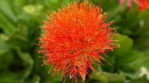 Blood Lily - 30 Facts And Care Tips - Green Packs