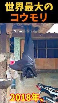 [Slow explanation] The world's largest bat