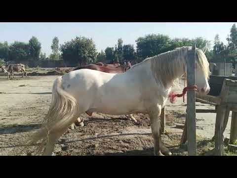 Beautiful horse 🐎