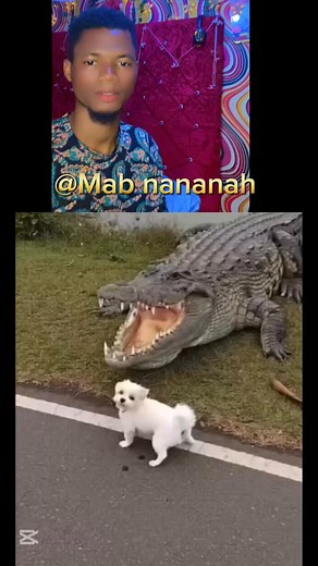12K views · 162 reactions | 﫶 Wow an alligator took a cute dog to the lake for a JOY RIDE ❤️ | Mab NaNa Nah | Facebook