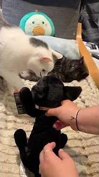 Thackery Binx Plush Unboxing 🐈‍⬛✨ | Hocus Pocus Disney Store