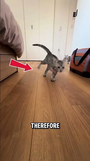 This Spotted Cat is Basically a Mini Cheetah #egyptianmau #catsoftiktok #viral