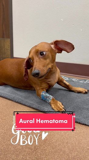 Aural👂🏼Hematoma Surgery #veterinarymedicine #vetmed #veterinarian #v...
