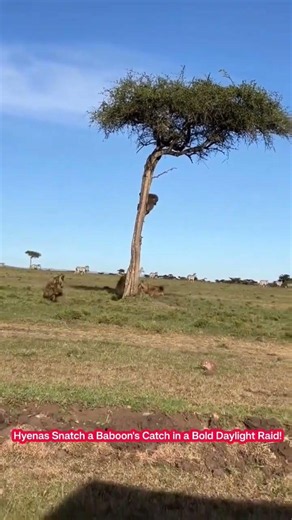 Hyenas steal the baboon's catch in seconds! DailyAnimalWorldTV #Hyenas #Baboon #Wildlife #Nature
