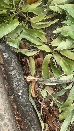 #SAMA28 #gomoravirus #tiktoktrending #viral #alexstance #lowerst #bouncy_challenge #lowestinthecity📍 #fyppppppppppppppppppppppp