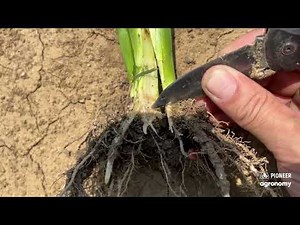 How to Accurately Growth Stage Corn | Pioneer Seeds 🌽