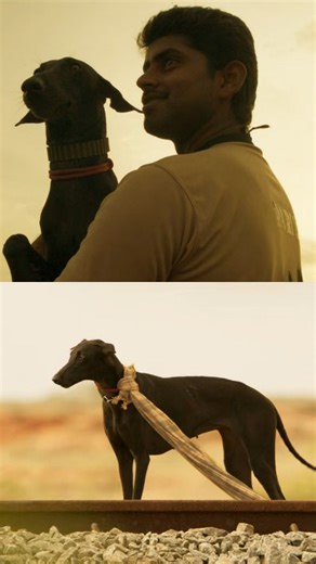 saji | Pariyerum Perumal (2018) dir. Mari Selvaraj A searing portrayal of caste, identity, and resistance, Pariyerum Perumal follows a young law... | Instagram